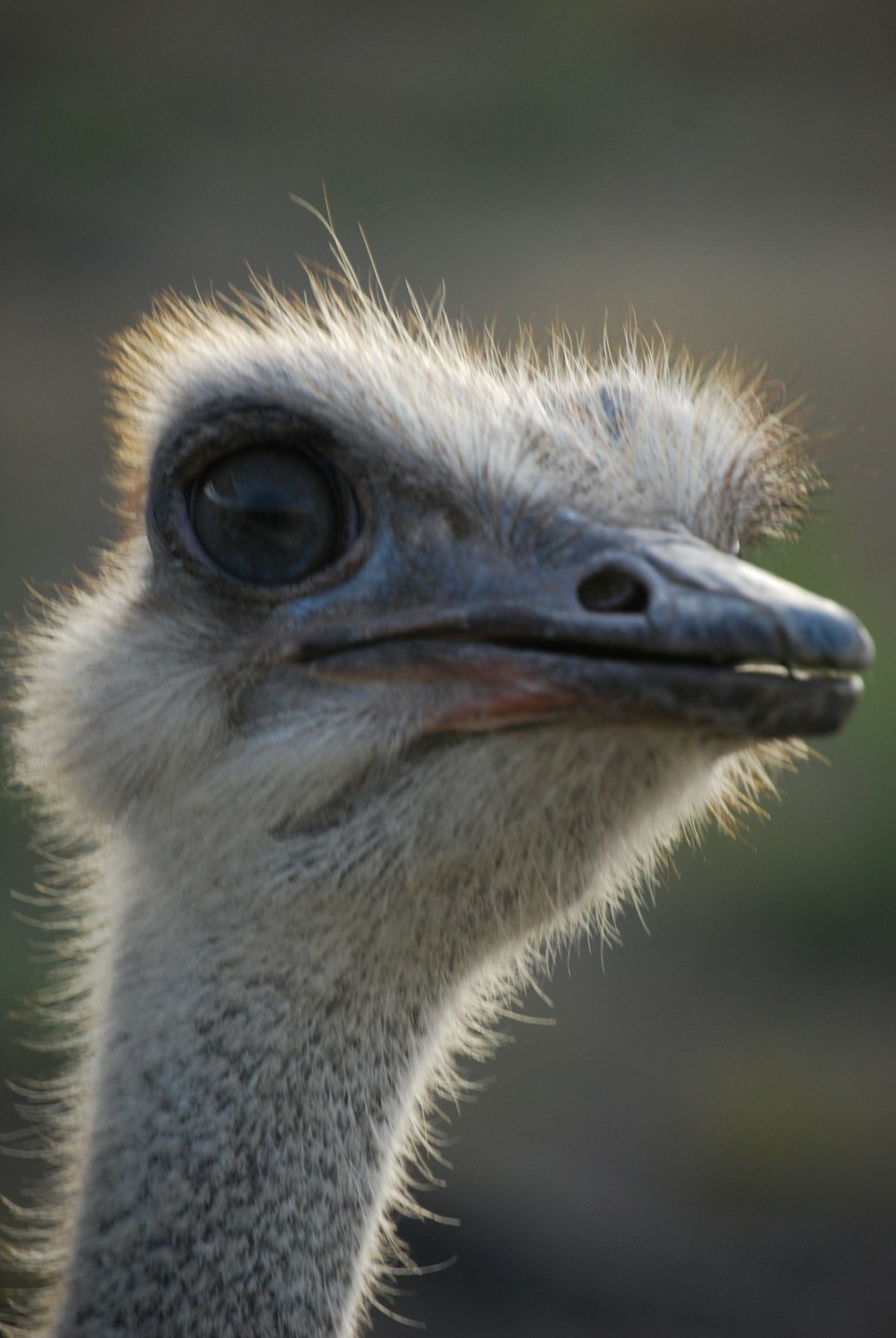  gray ostrich ostrich