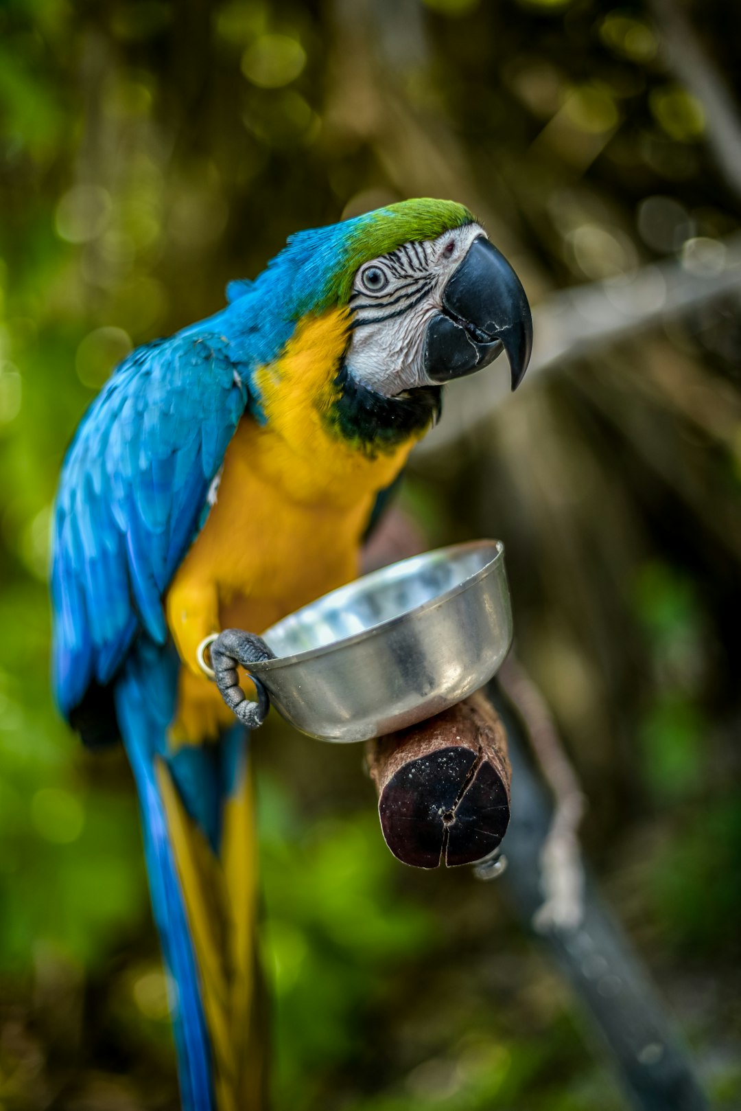 shallow focus photo of yellow and blue parrot