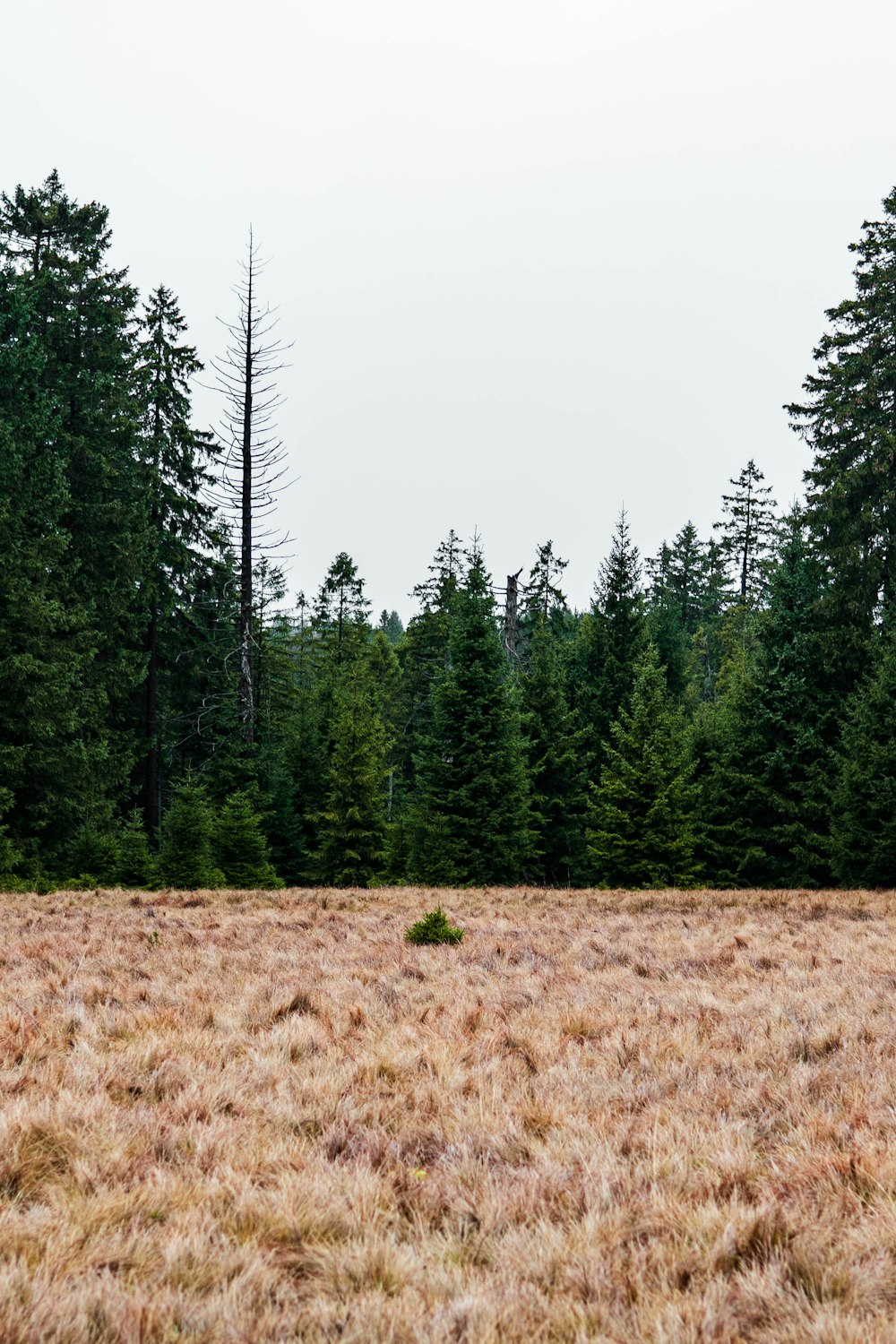 a grassy field with trees in the background