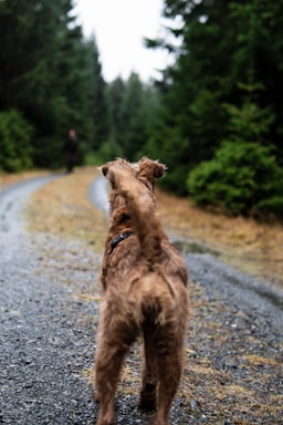 A brown, scruffy dog is walking on a gravel path through a forested area. The path is surrounded by lush green trees and the scene appears to be in a natural, outdoor setting. The dog is wearing a harness and is facing away, seemingly heading towards a person in the distance.