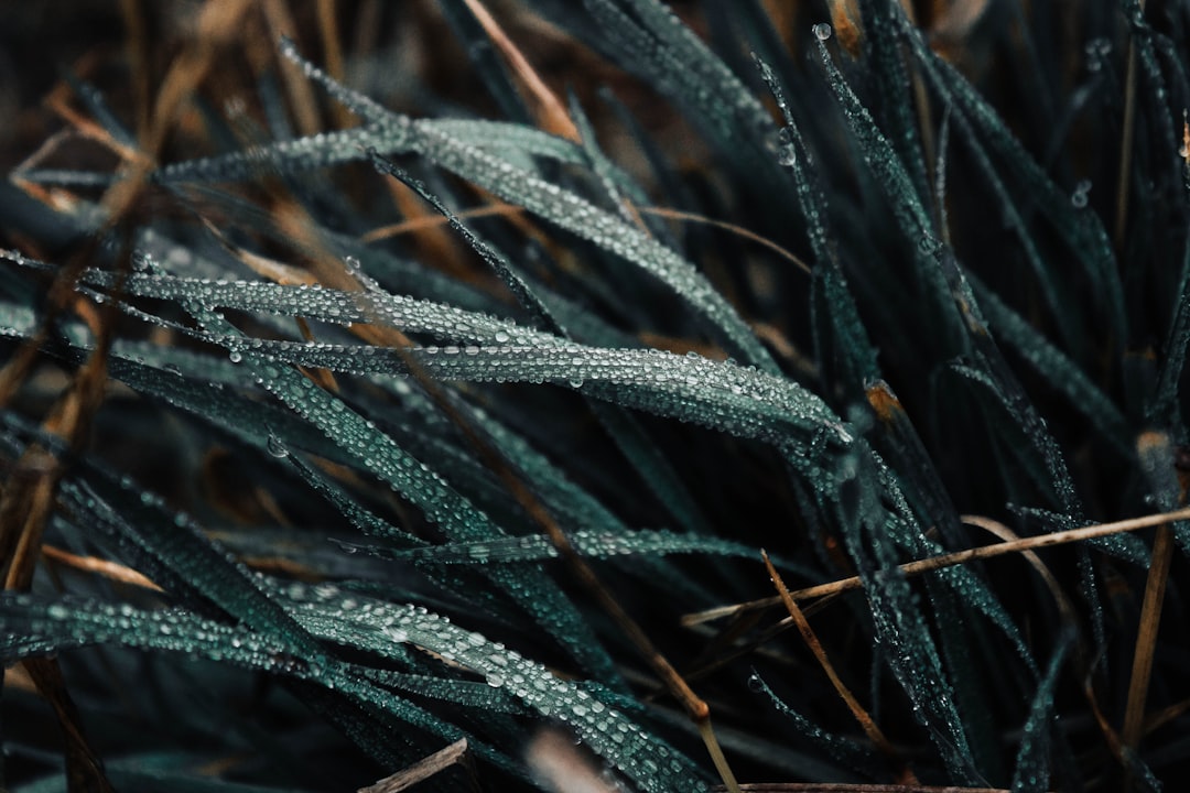 shallow focus photo of green plants