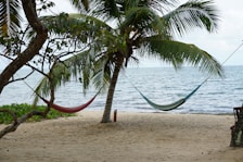 Close-up of a hammock tied between two palm trees with ocean waves in the background.