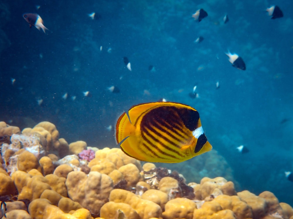 peixes amarelos e pretos, juntamente com outros cardumes de peixes