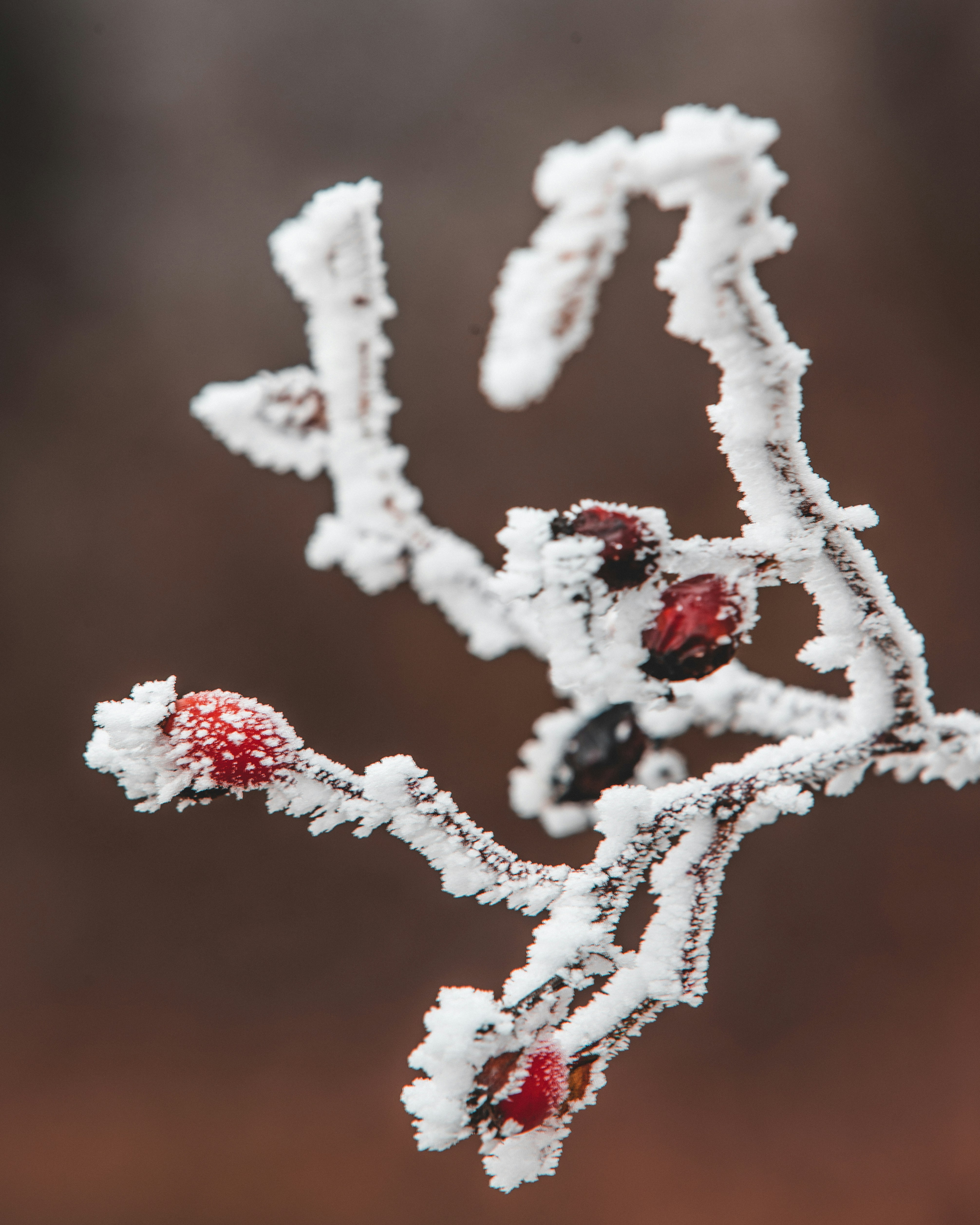 Photo by tamas_tuzeskatai