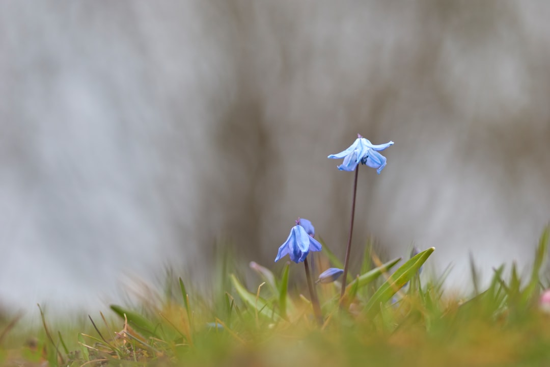 blue petaled flower photogrpah