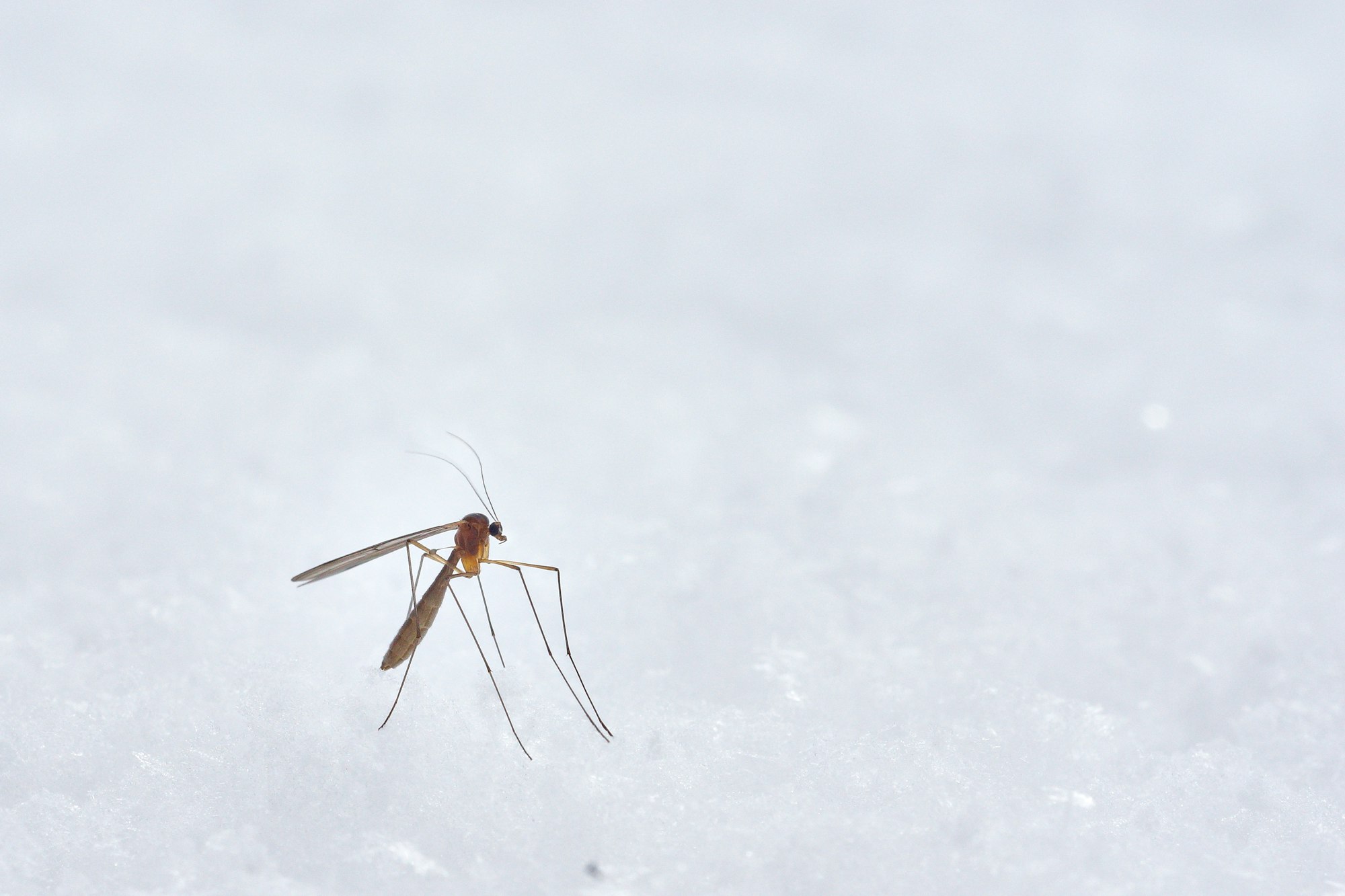Cara Mengusir Nyamuk Tanpa Menggunakan Obat Nyamuk