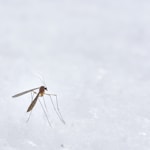 brown winged insect photograph