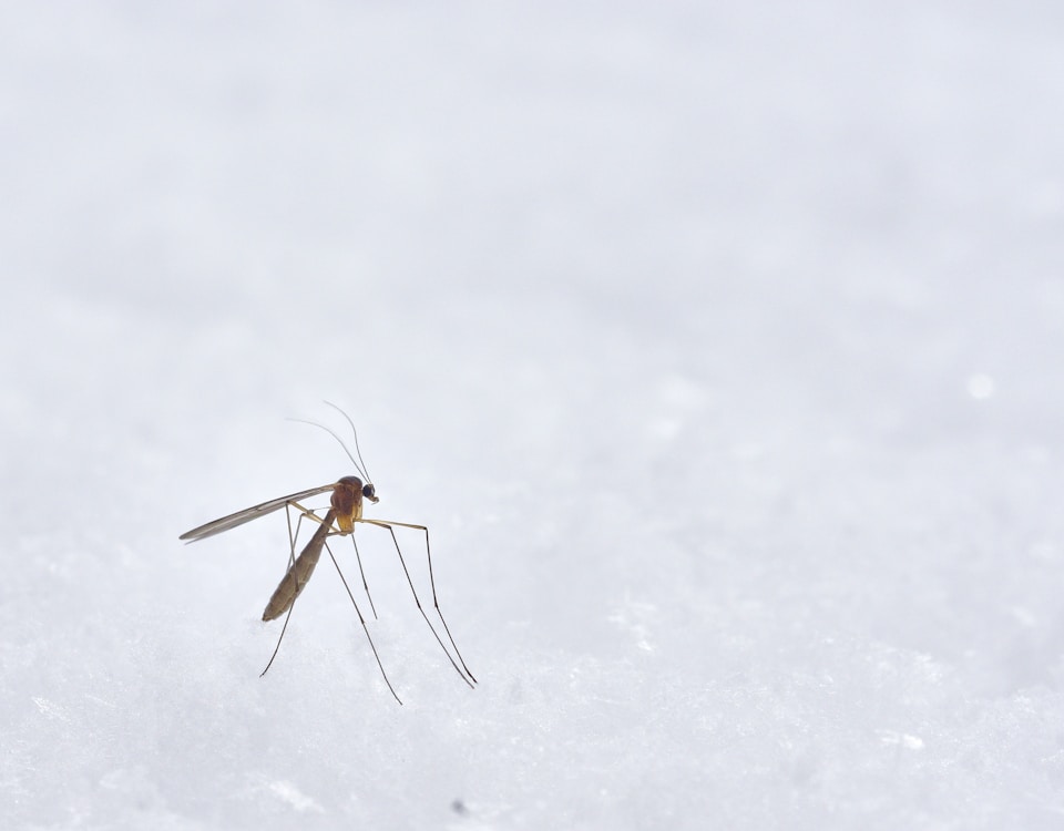 brown winged insect photograph