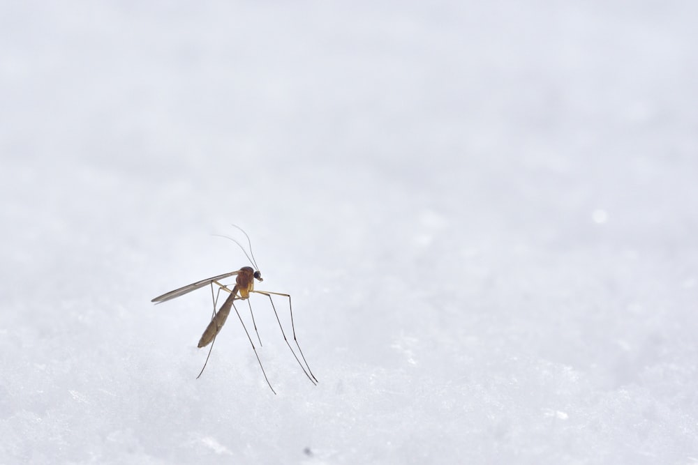 moustique vecteur d'encéphalite japonaise
