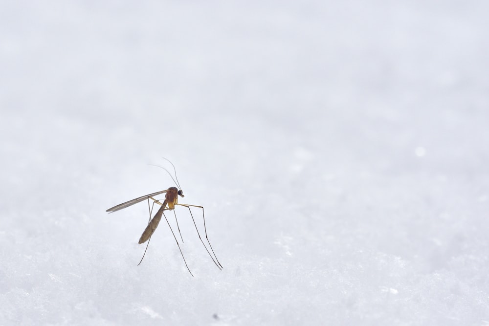 Fotografía de insecto alado marrón