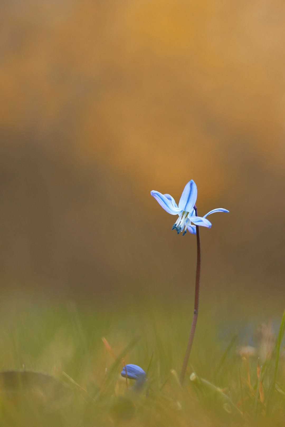 selective focus photography of blue-petaled flower