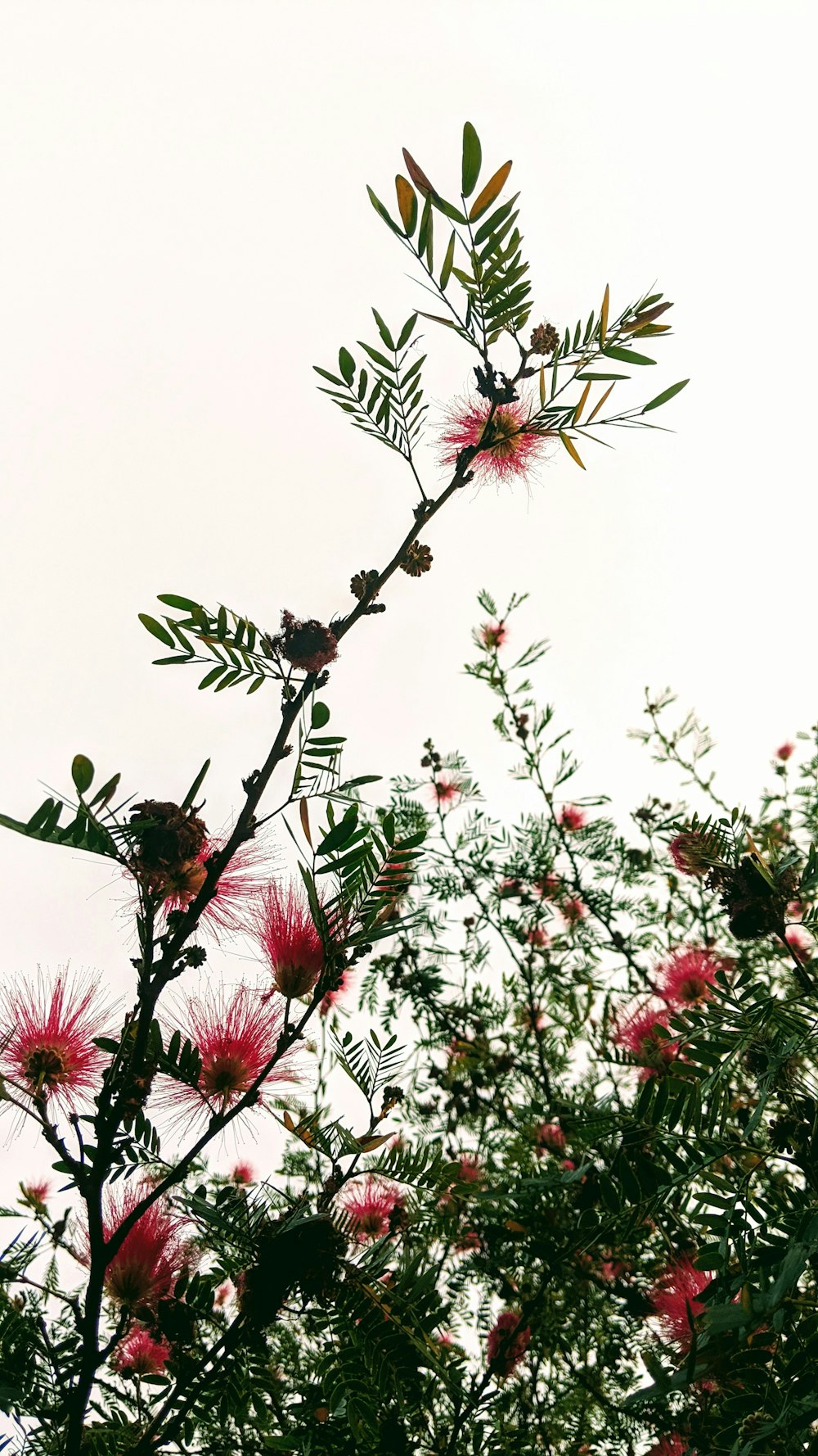 shallow focus photo of pink flowers