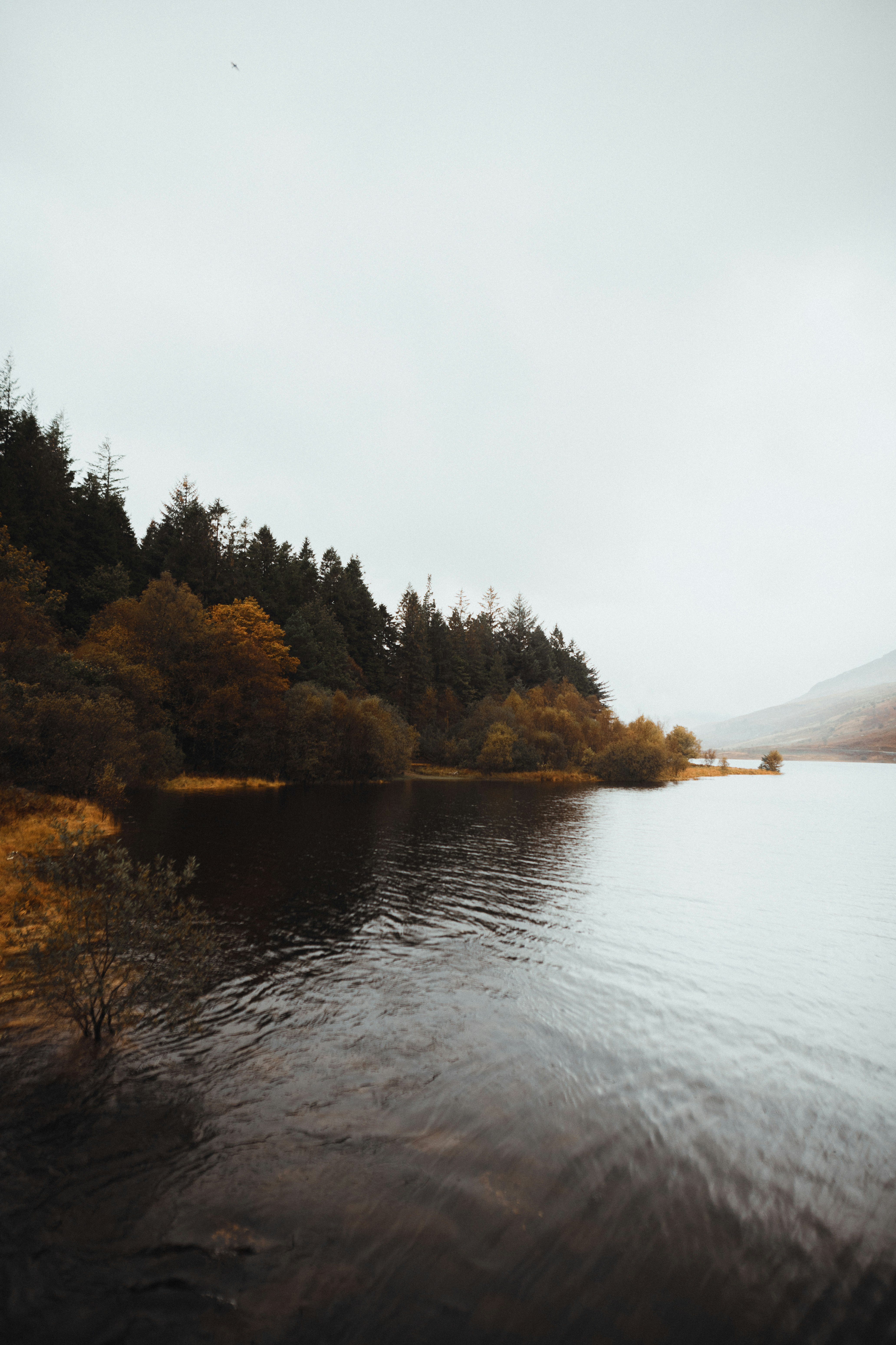 green trees near body of water