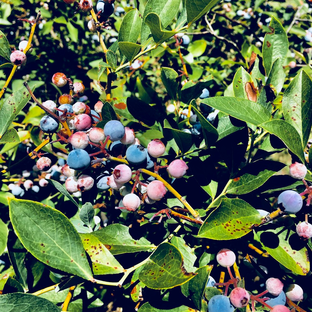 blue berries photograph