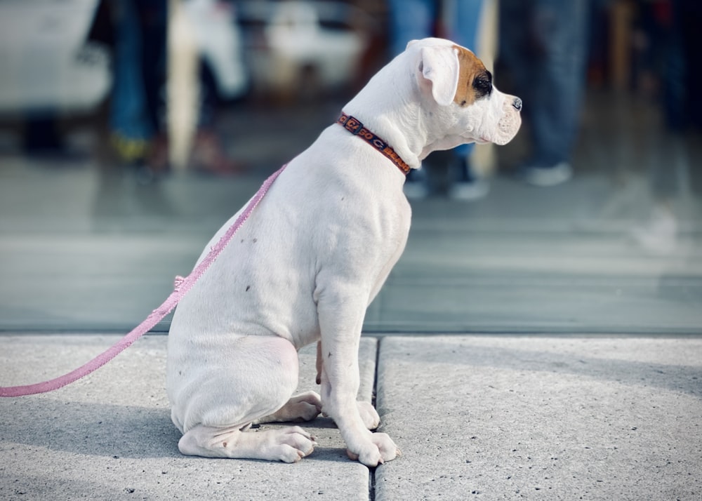 white and brown dog sitting on floor