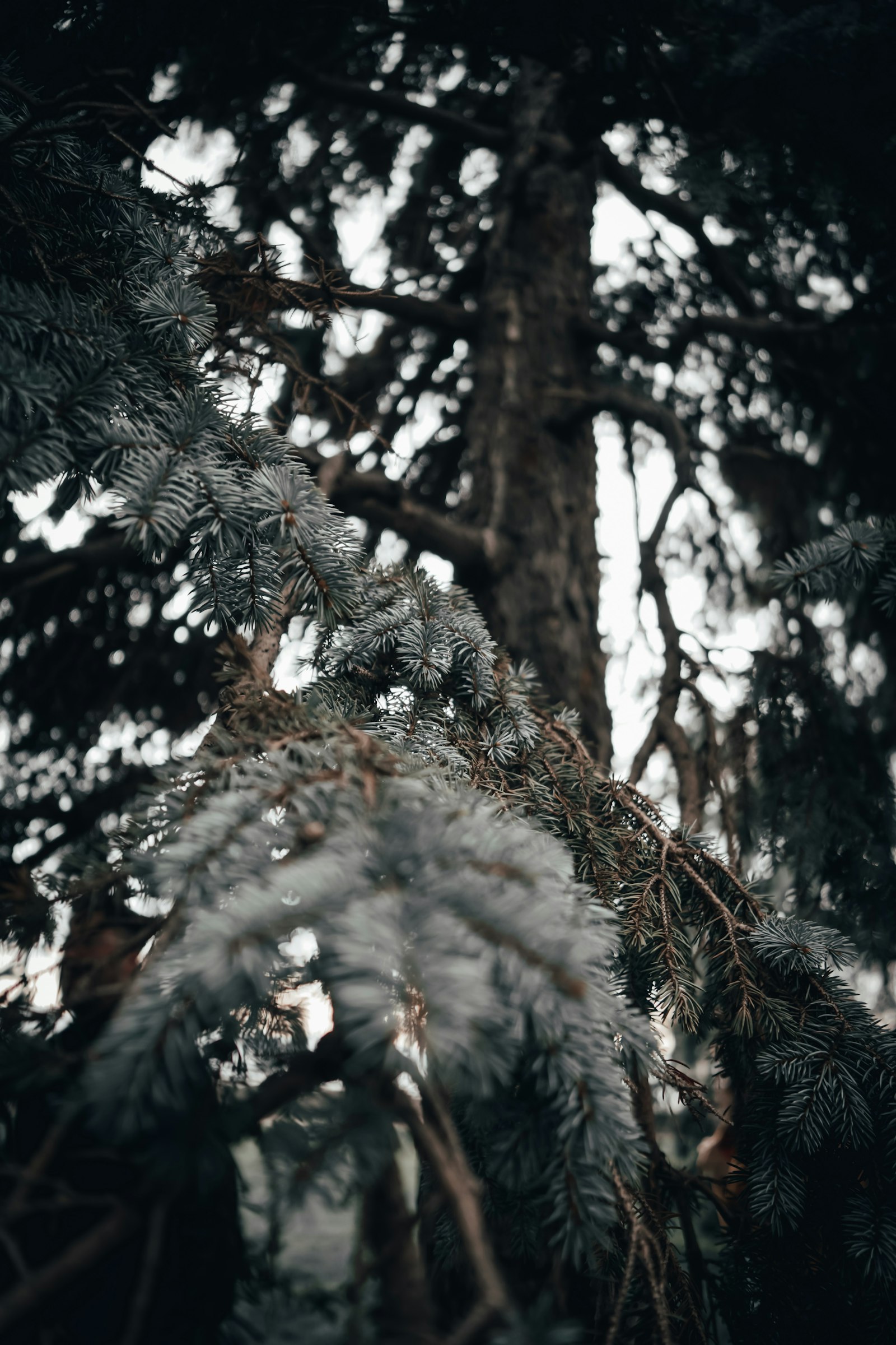 Samyang AF 24mm F2.8 FE sample photo. White and green pinetree photography