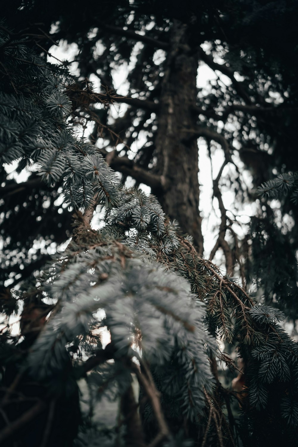 white and green pinetree