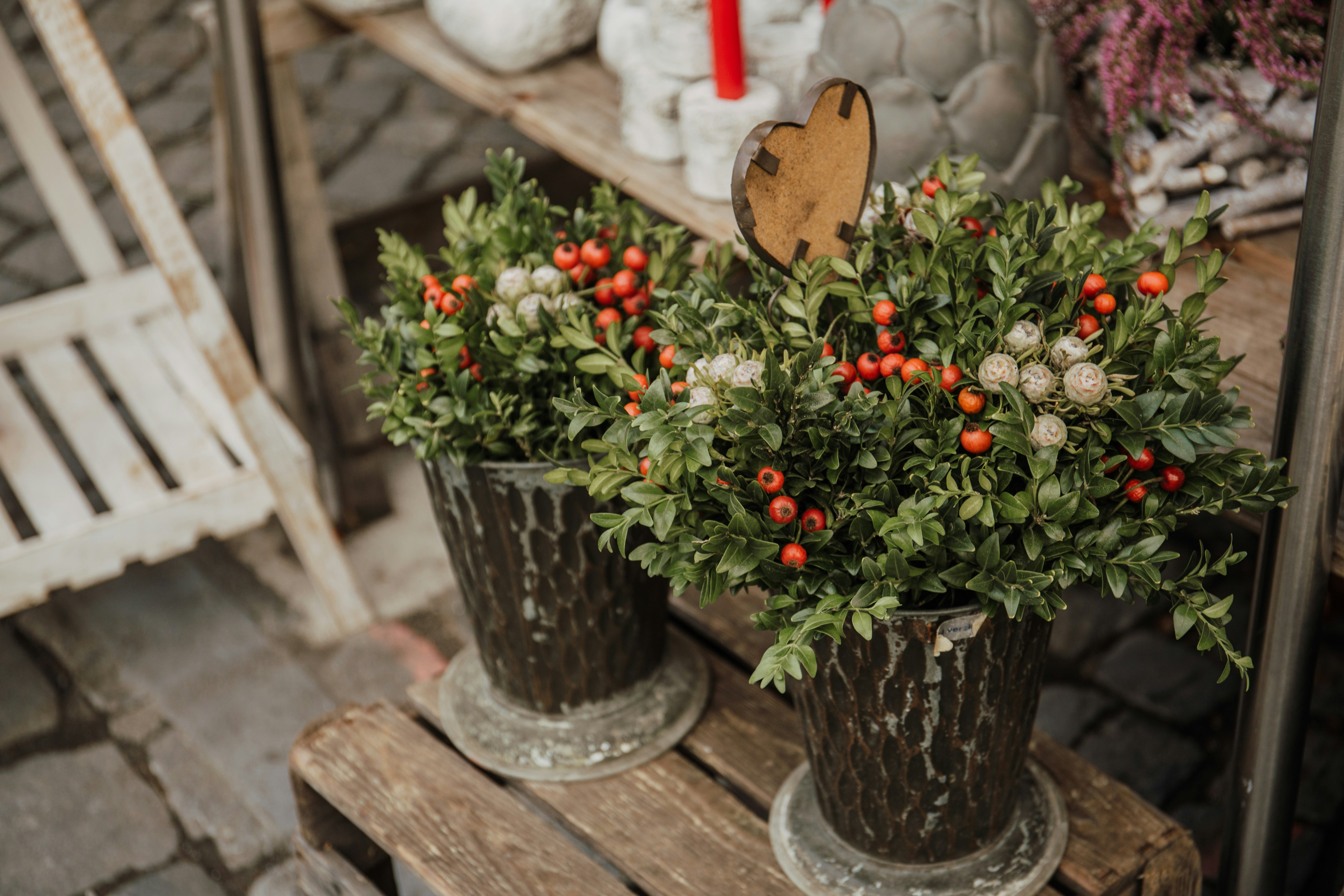 two green-leafed potted plants