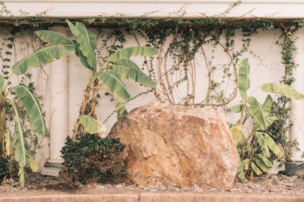 green banana tree beside brown boulder