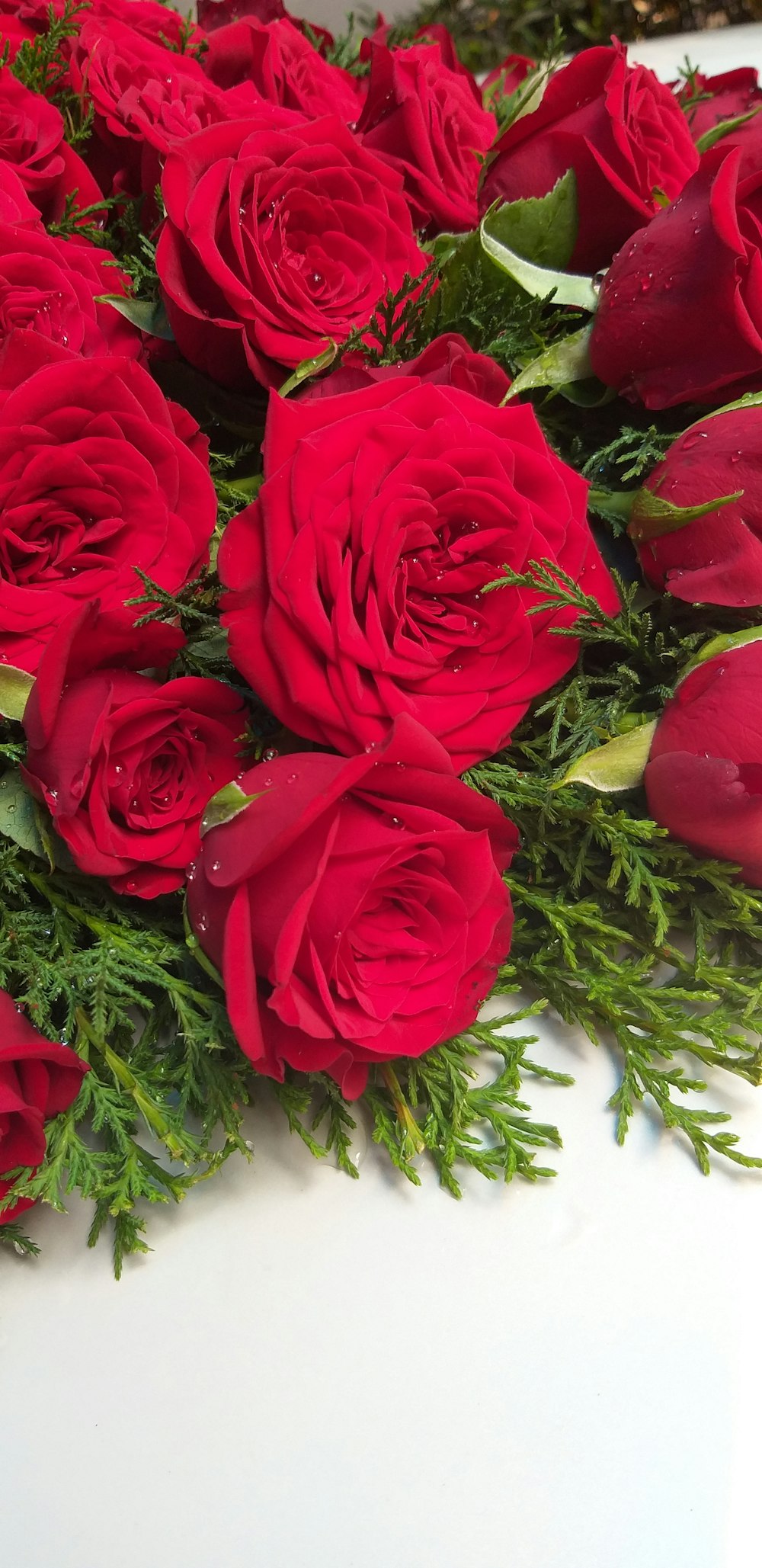 550+ Red Roses Pictures  Download Free Images on Unsplash