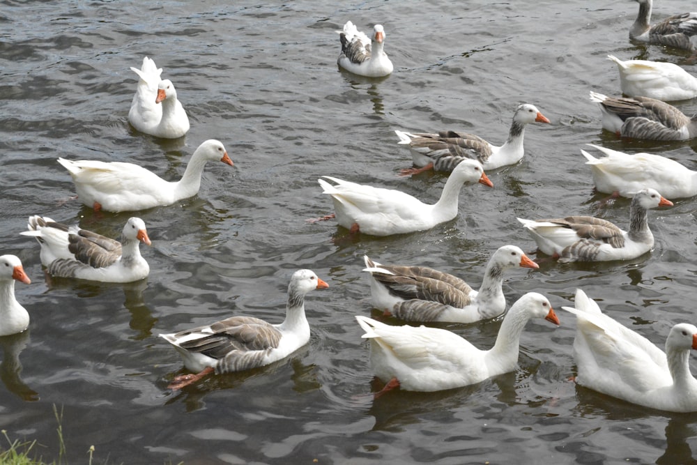 white ducks on body of water