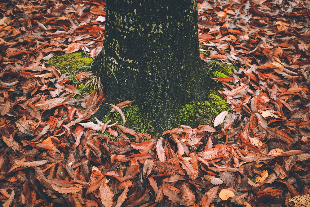 tree surrounded by brown withered leaves