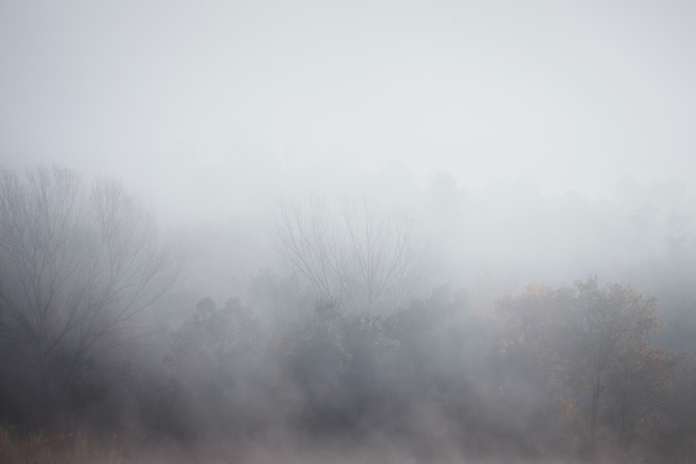 a foggy field with trees in the background