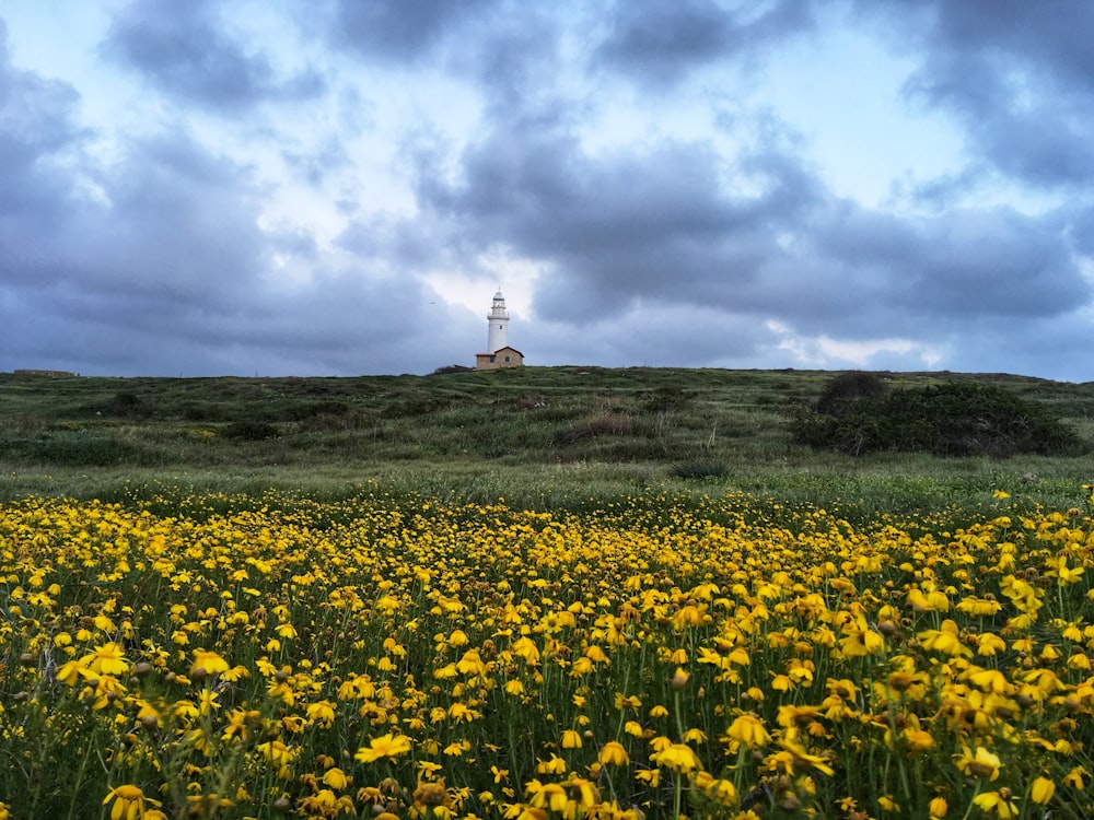 view photography of yellow-petaled flower field