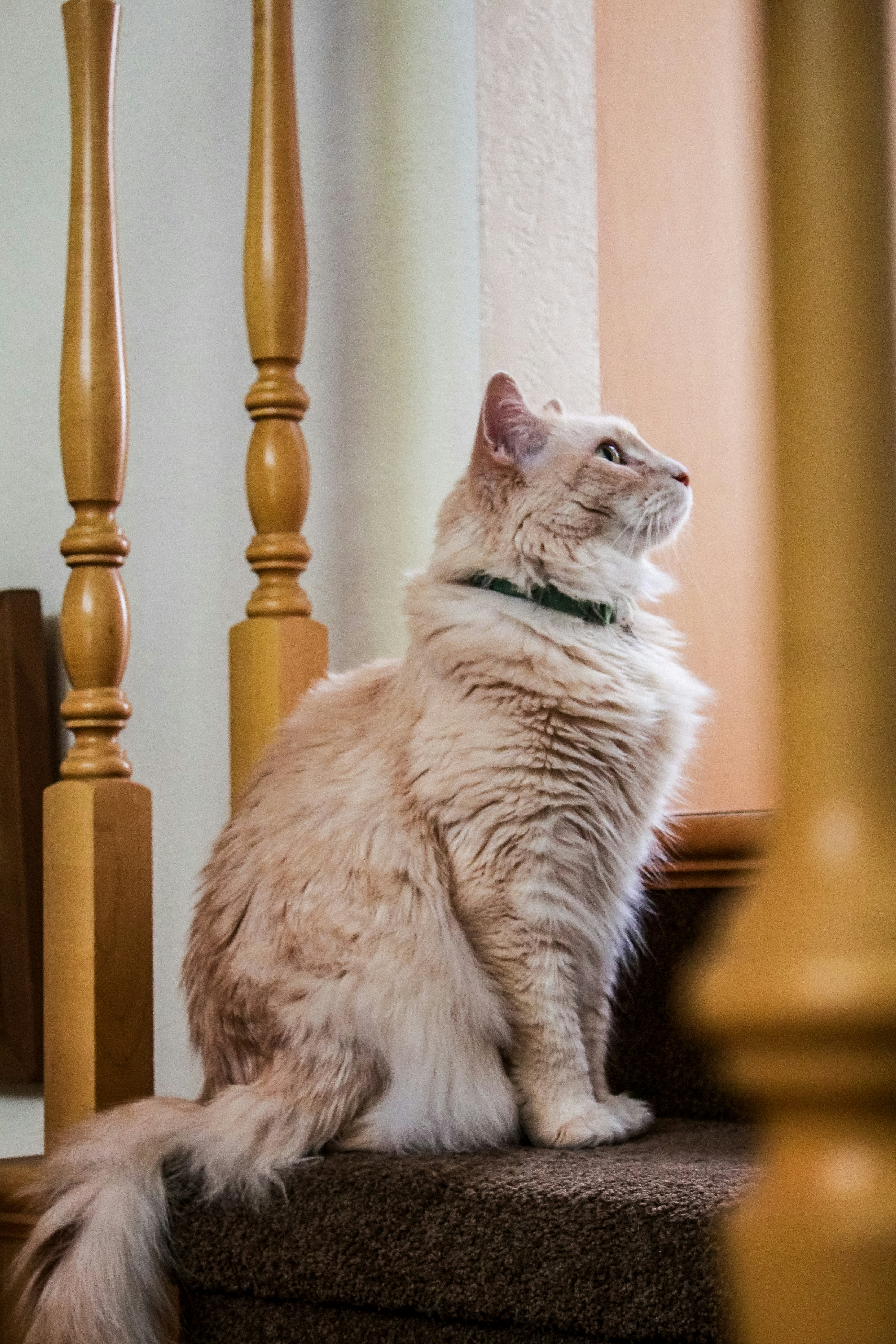brown and gray cat sitting on stairs