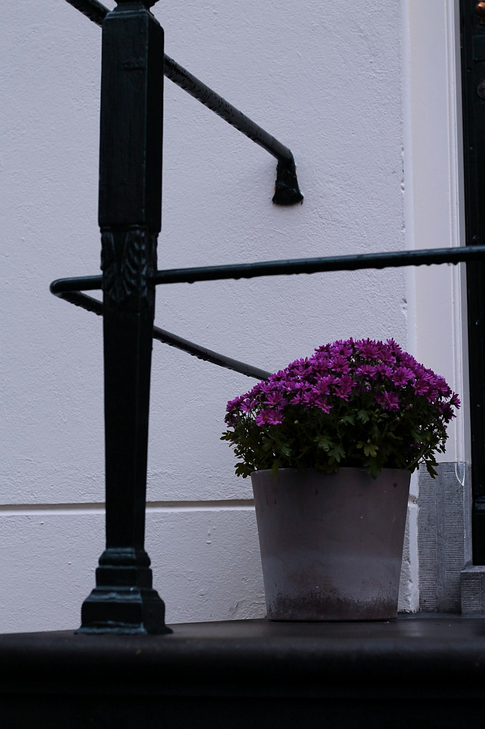 purple-petaled flowers