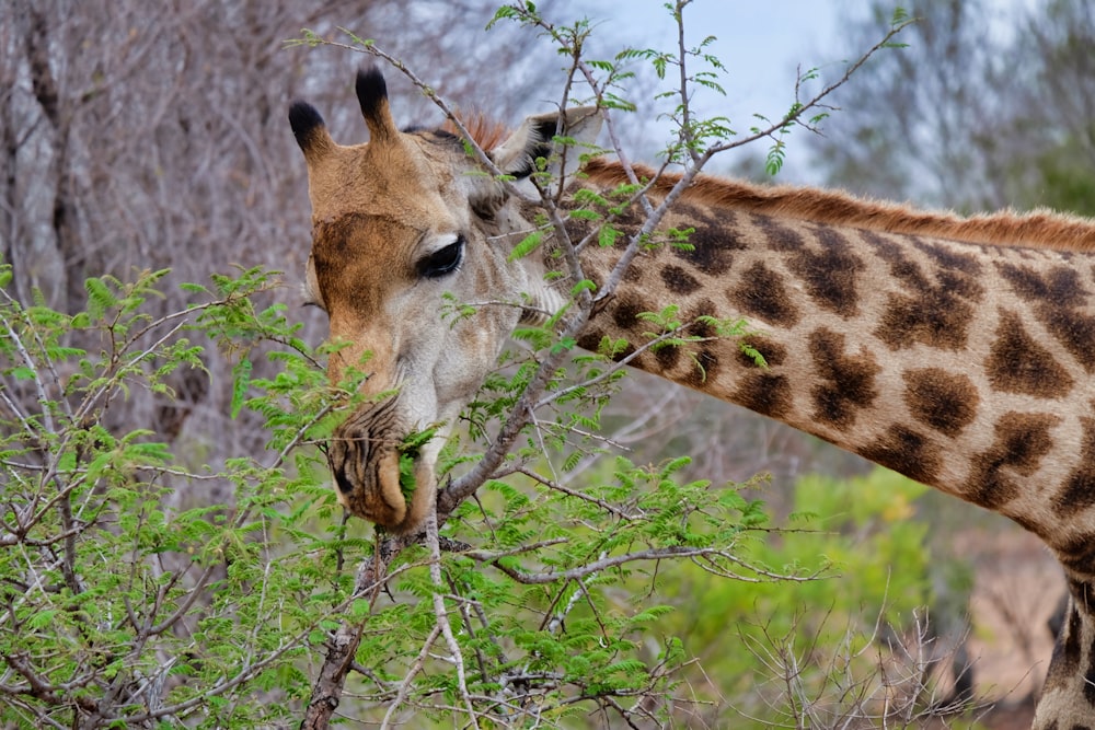 Giraffe eating leaf tree