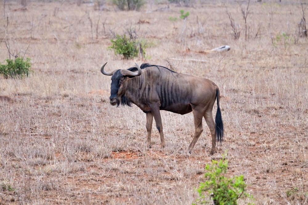 black and tan cattle