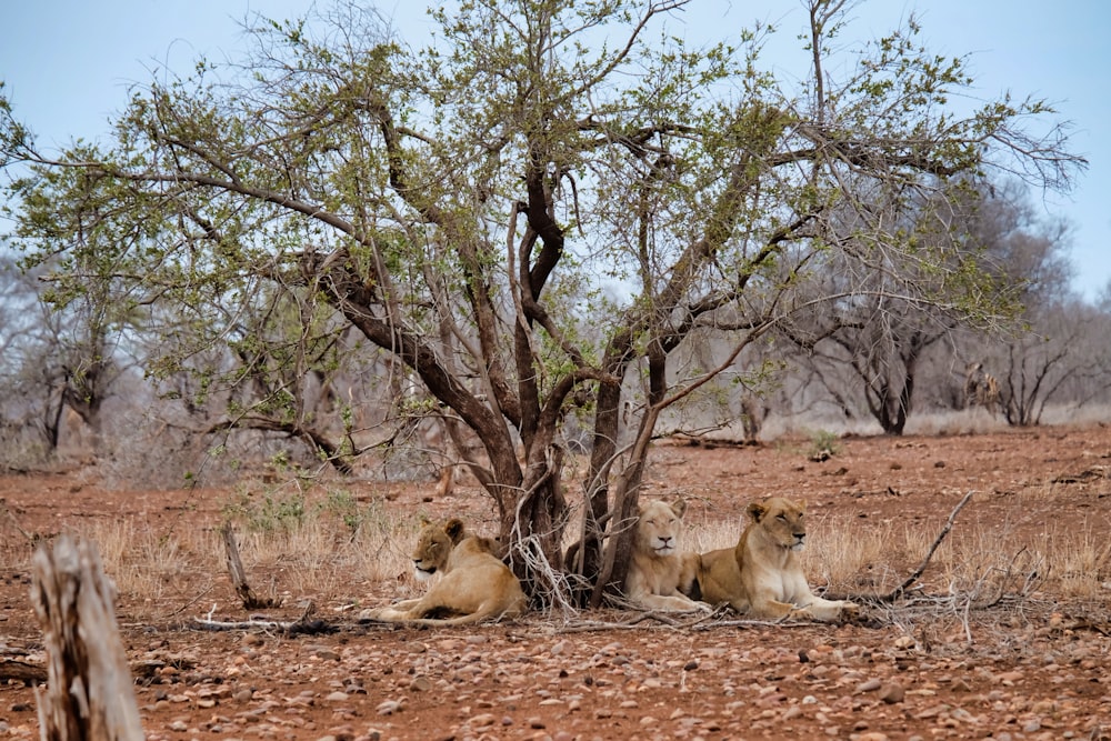 three lions lying under the green tree during daytime