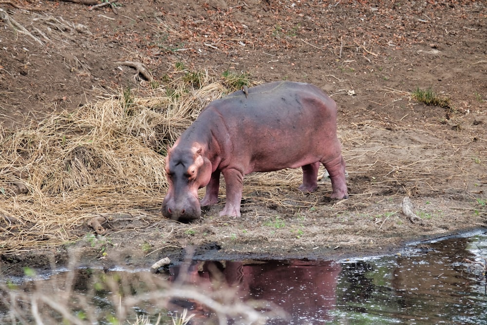 gray and brown hipopotamus