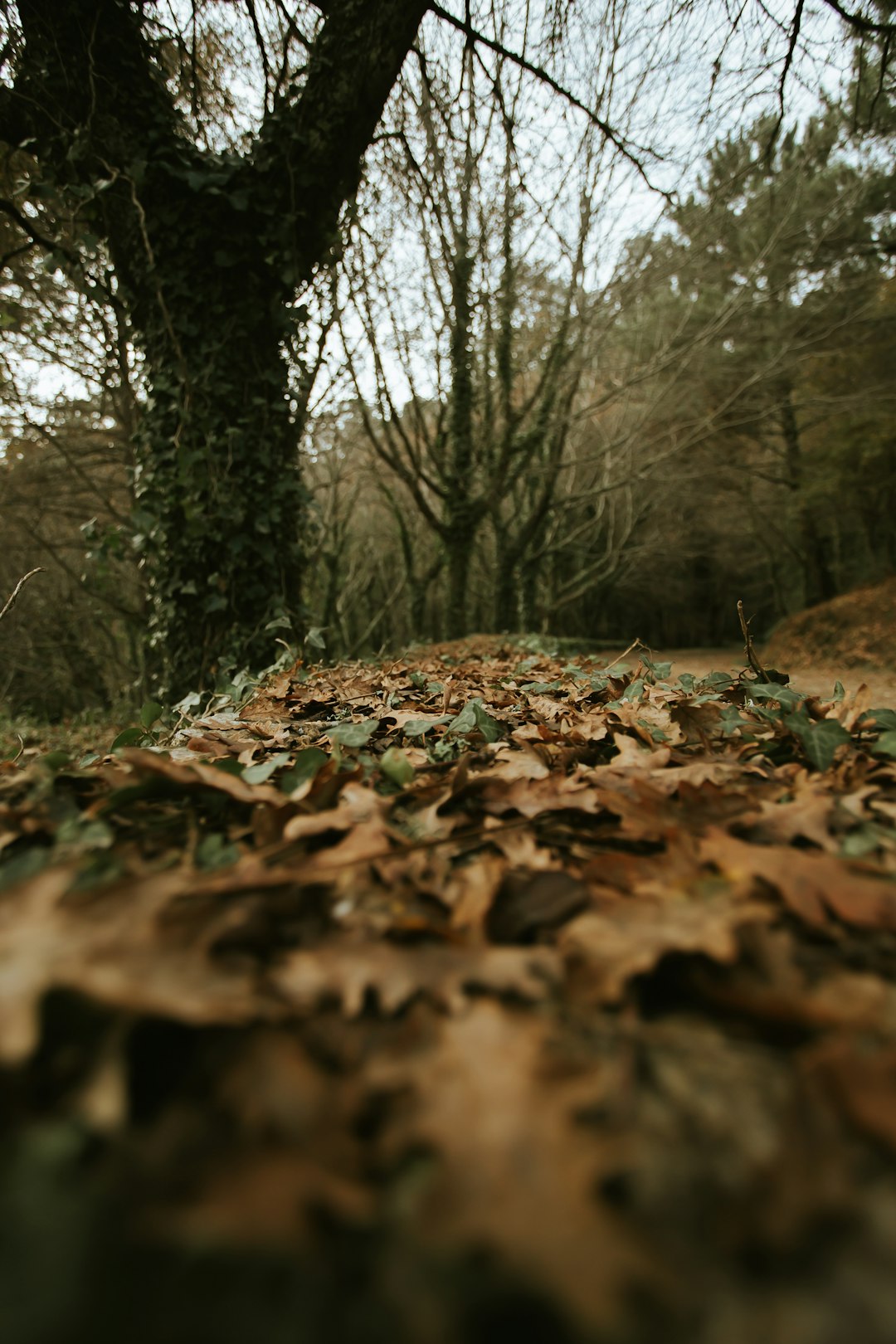 dried leaves on the ground