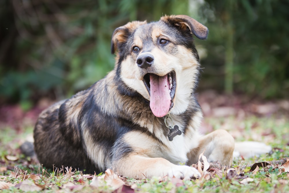 short-coated tan and black dog lying on green grass