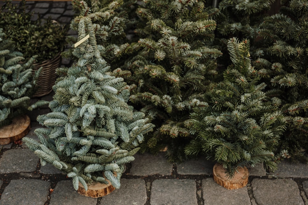 green Christmas tree