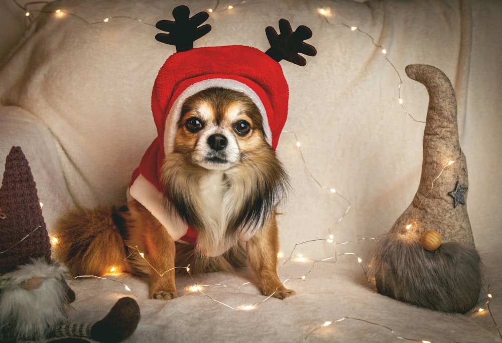 brown shih tzu wearing red suit