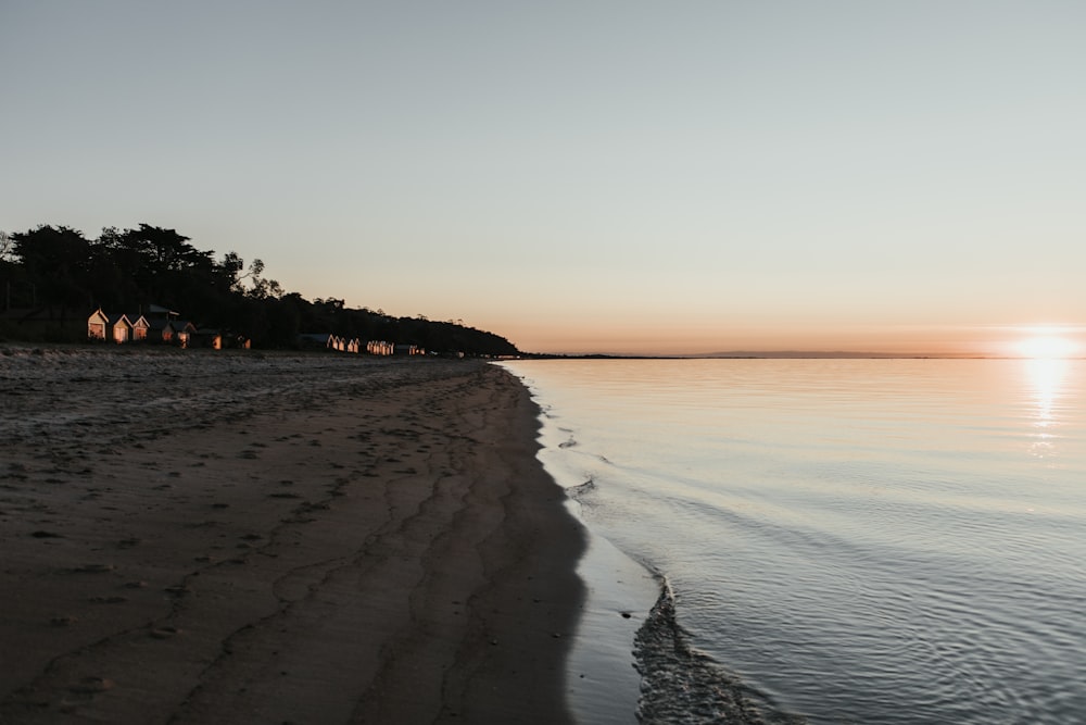 silhouette trees near seashore