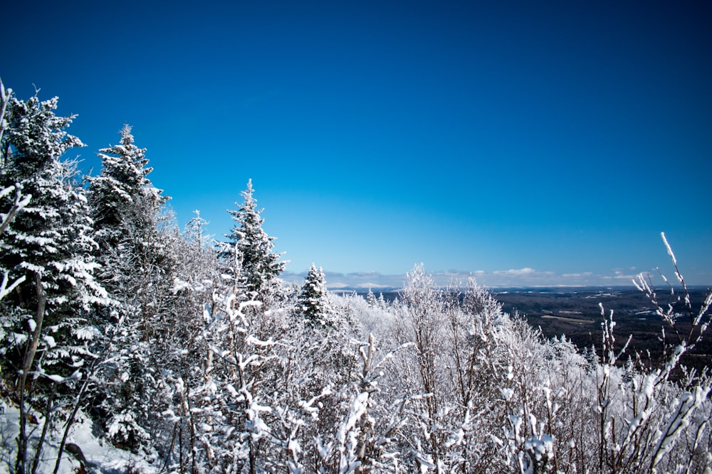 trees covered with snow