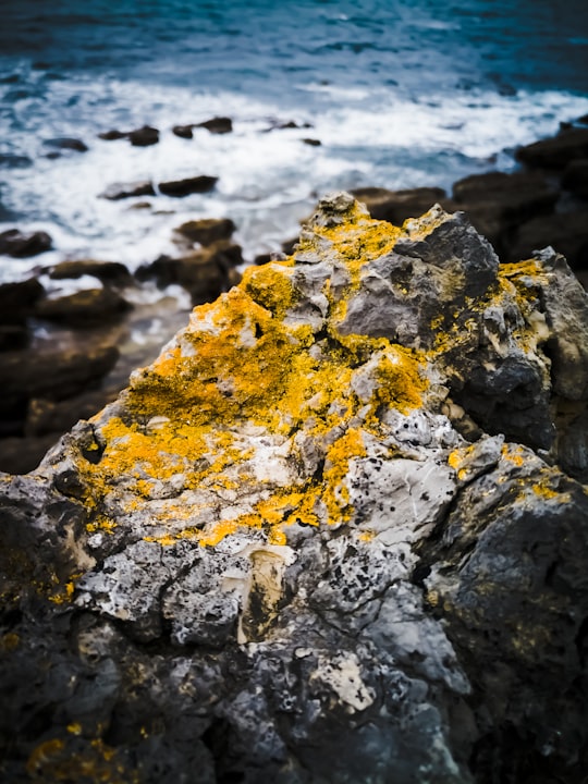 moss on gray rock in La Isla Spain