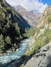 green trees near river