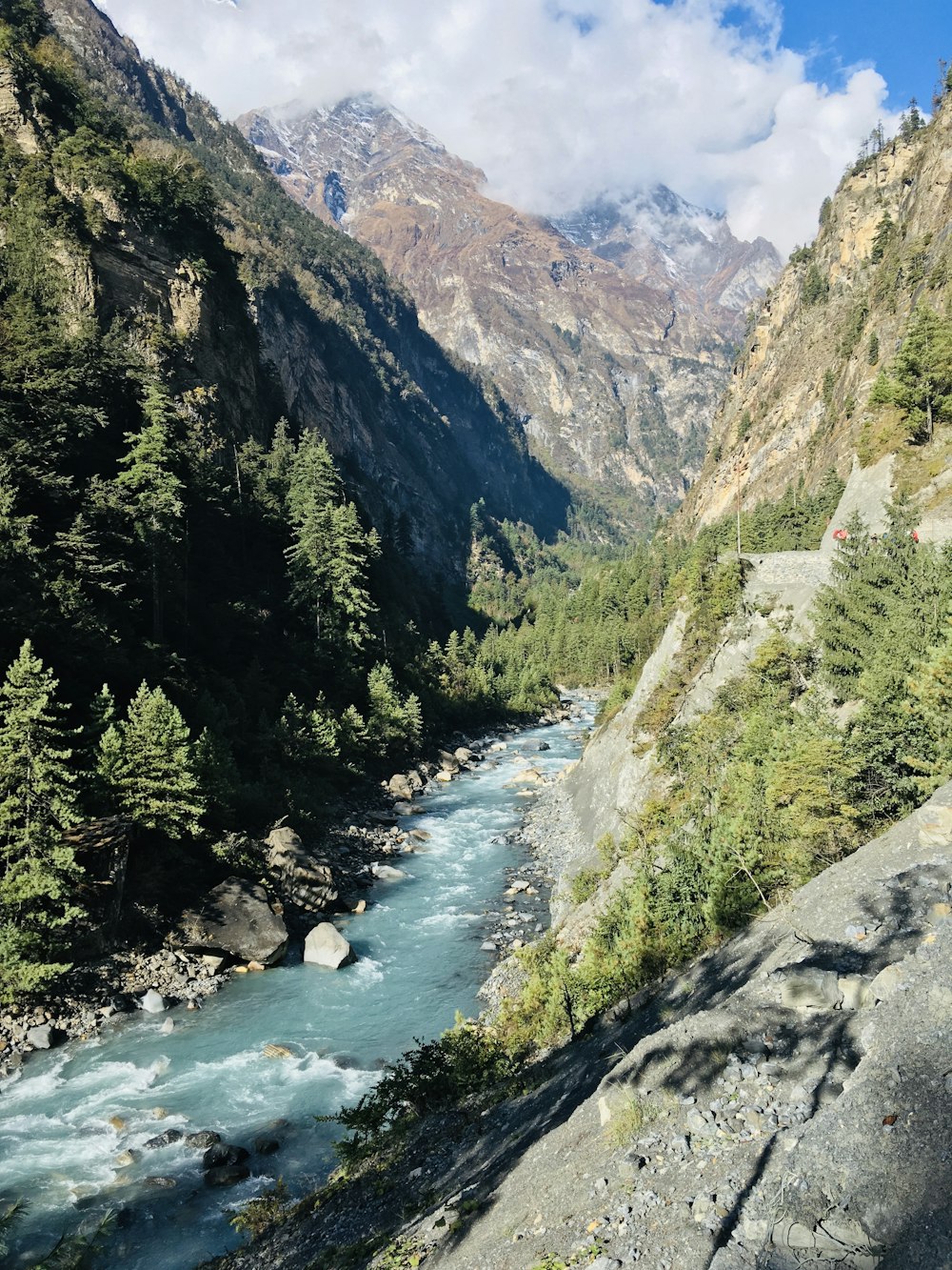 green trees near river