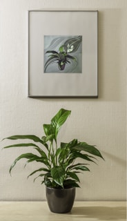 A bright peace lily with glossy leaves and white flowers placed on a minimalist desk by a window.