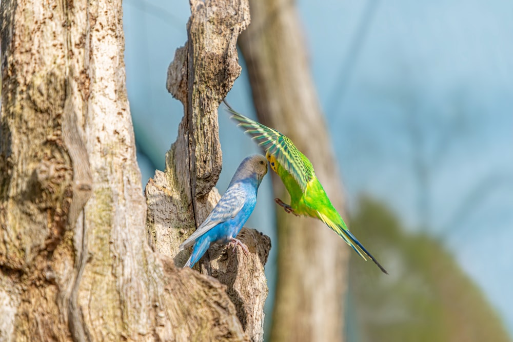 pájaros azules y verdes en el árbol