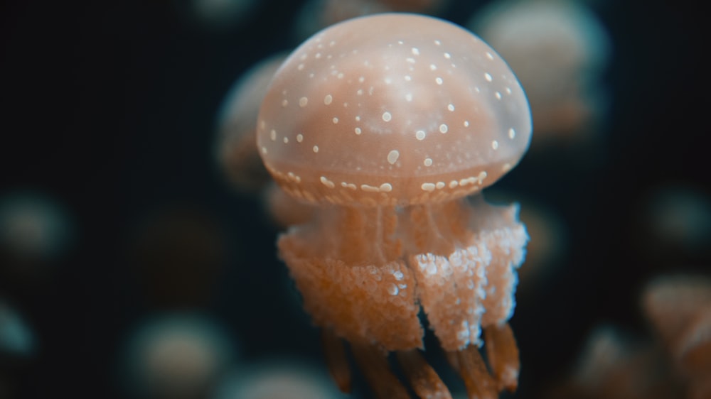 brown jelly fish