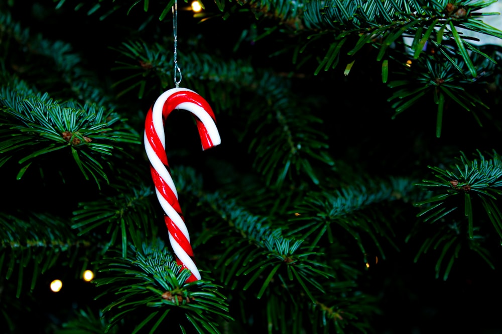 red and white candy cane