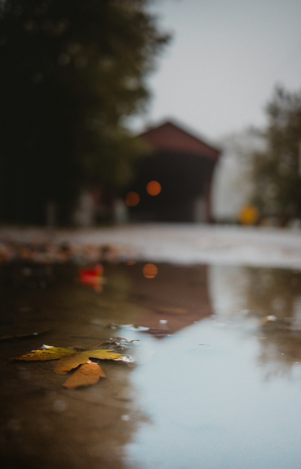 a puddle of water with leaves on the ground