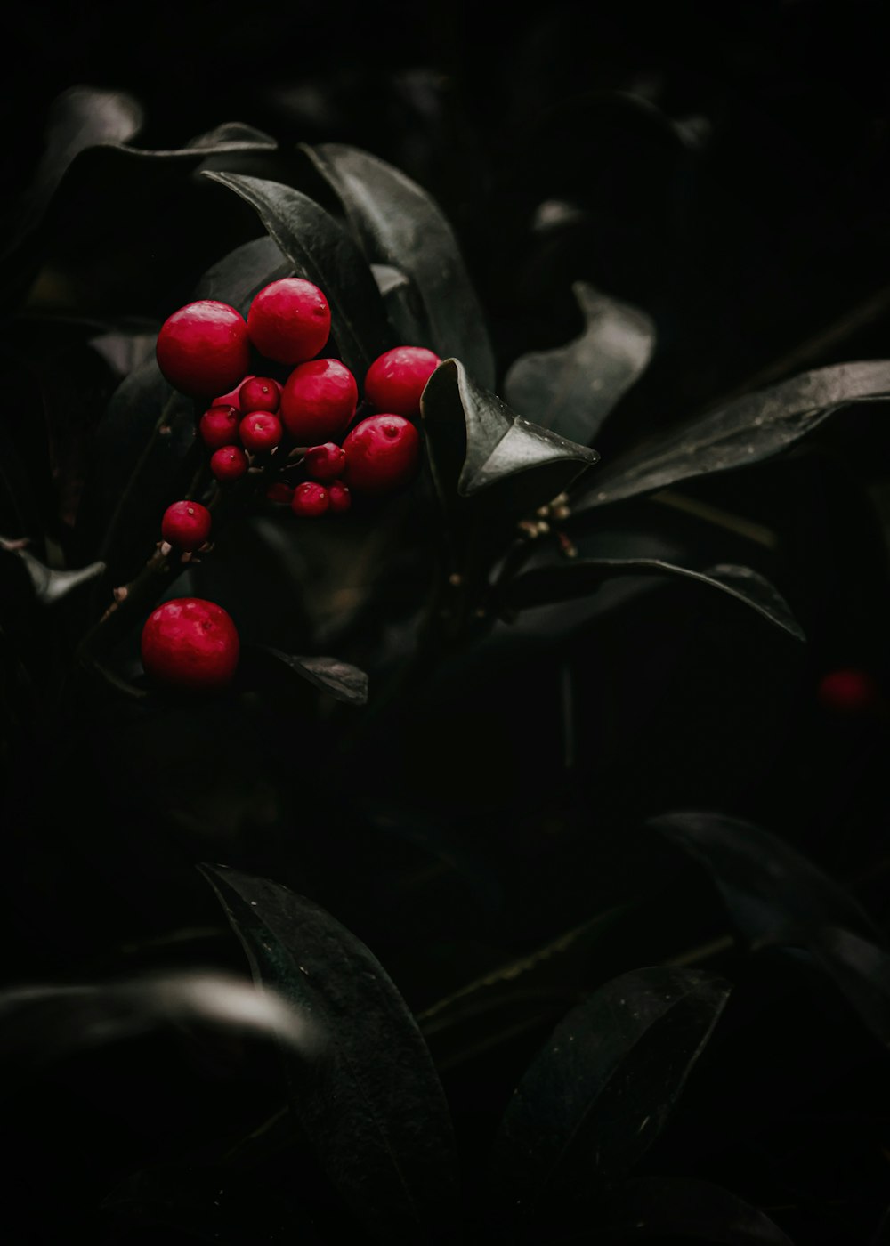 shallow focus photography of red fruits