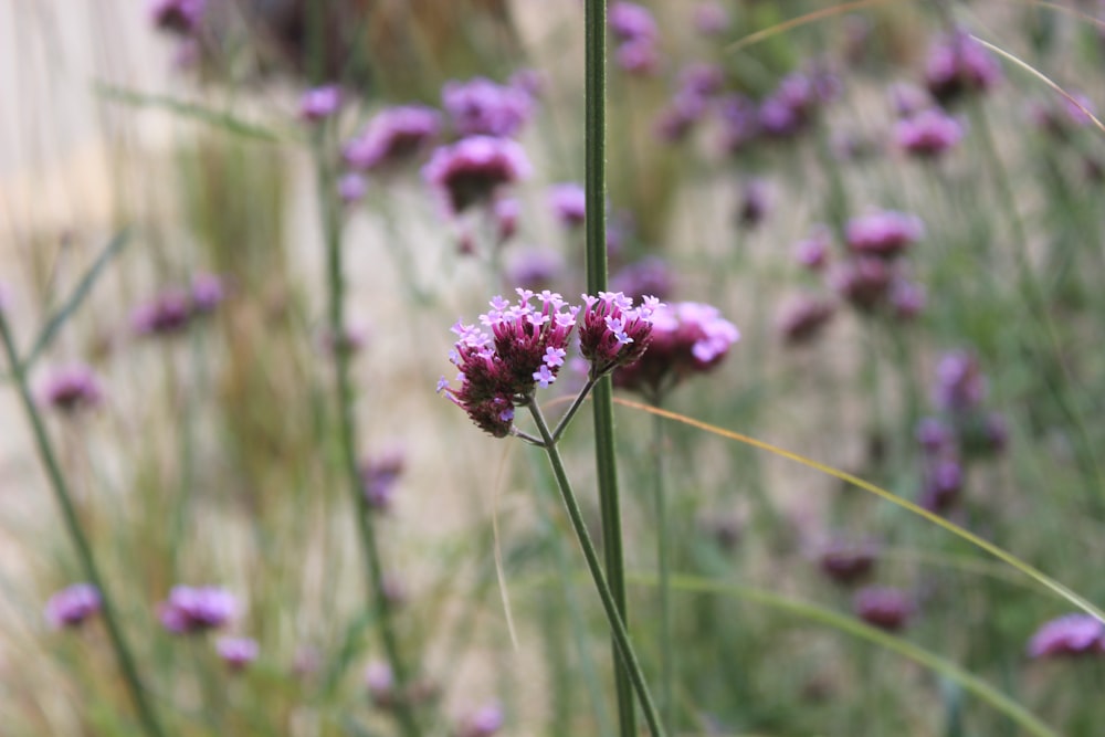 fotografia de foco raso de flores roxas e cor-de-rosa